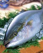 出世魚 しゅっせうお の豆知識 お魚をおいしく食べるコツ マルイチ産商