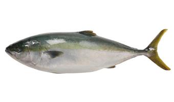 美味しいお魚料理 16年12月 掲載 旬のととレシピ とと百科 マルイチ産商